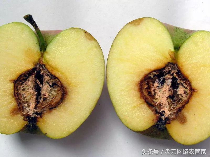 苹果霉心病最佳治疗方法,苹果得了霉心病怎么办