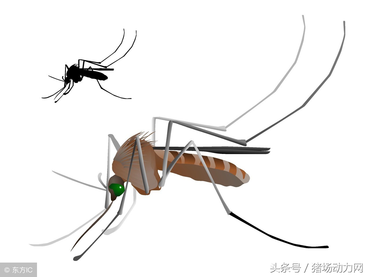 猪场蚊子特别多怎样驱蚊,猪场蚊子太多怎么消灭