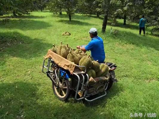 中国吃货再创奇迹，1分钟买下8万个榴莲，泰国副总理乐坏了