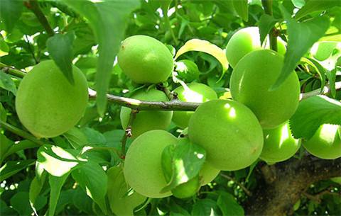 青梅酒梅子要去蒂吗,青梅酒里面的梅子能吃吗