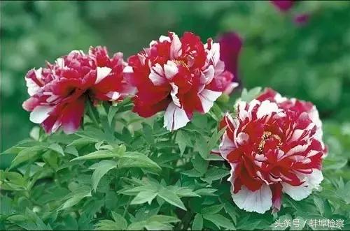 四月的洛阳牡丹盛开的地方,四月洛阳花开满城是花海