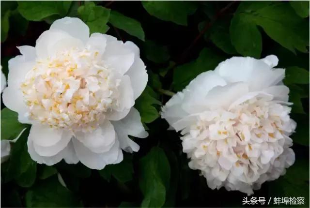 四月的洛阳牡丹盛开的地方,四月洛阳花开满城是花海