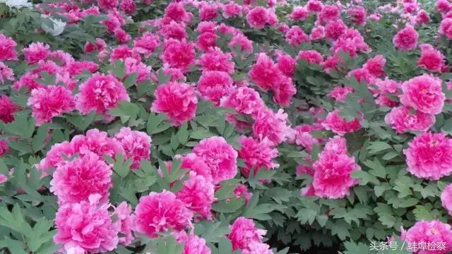 四月的洛阳牡丹盛开的地方,四月洛阳花开满城是花海