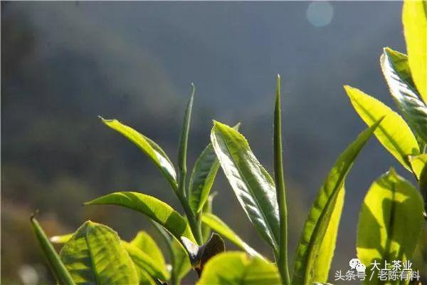 风吹雨洗满城花且饮一杯谷雨茶,何似西窗谷雨茶赏析
