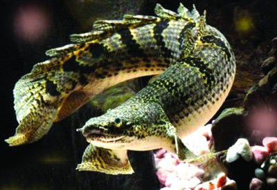 有什么样子奇特的观赏鱼,世界十大奇特的观赏鱼