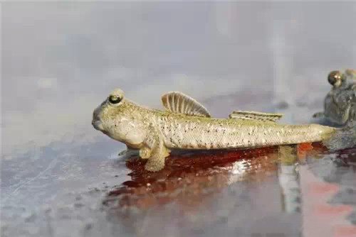 有什么样子奇特的观赏鱼,世界十大奇特的观赏鱼