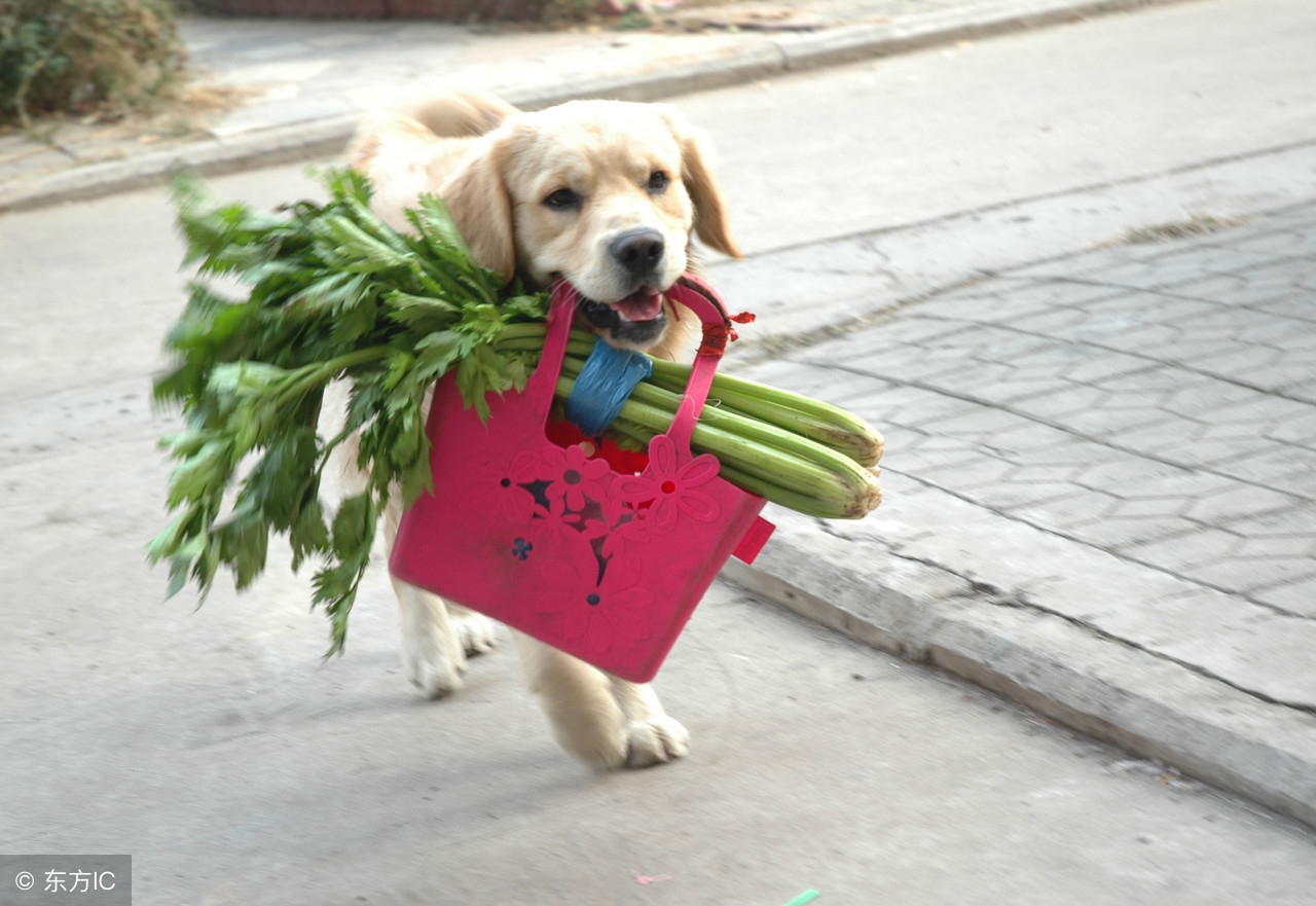你家狗狗吃的是毒狗粮吗,你家狗狗吃的什么零食