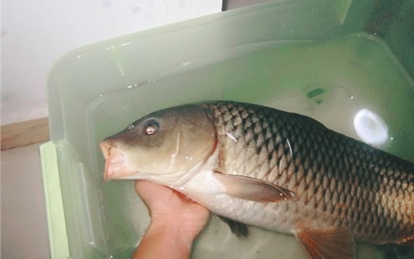 鱼进窝后，为何迟迟不咬钩？这3种破解招式，十有八九你不知