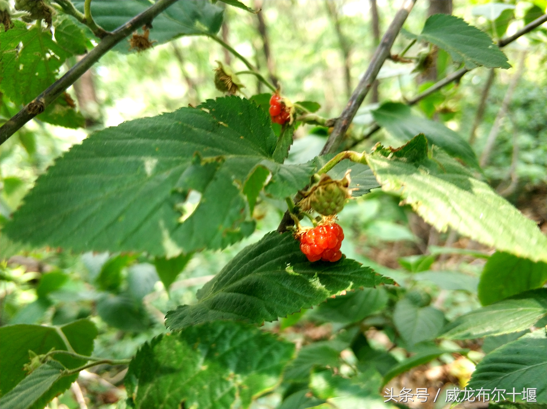 药用价值极高一种野味，几十元一斤，十堰大山里遍地没人摘