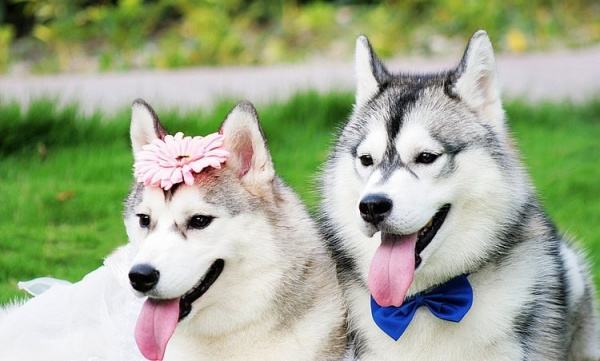 哈士奇和西伯利亚雪橇犬区别,哈士奇与西伯利亚雪橇犬区别