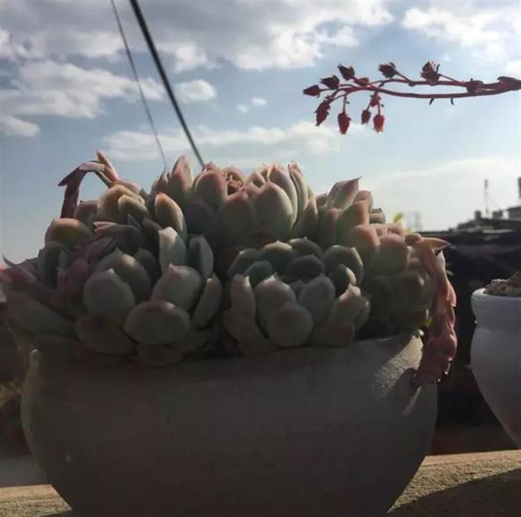 多肉居然能有这么顽强的生存,多肉可以养成什么样的小萌物