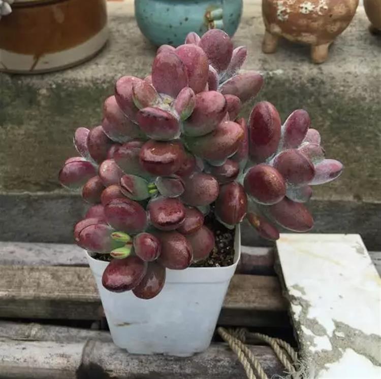 多肉居然能有这么顽强的生存,多肉可以养成什么样的小萌物