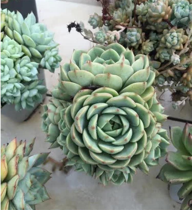 多肉居然能有这么顽强的生存,多肉可以养成什么样的小萌物