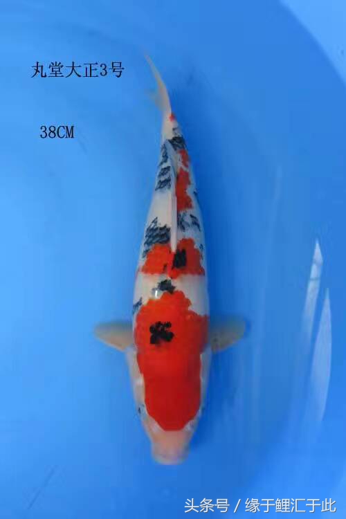 维生素c对锦鲤的作用和功效,维生素对鱼有什么作用