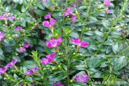 细叶雪茄花整株干枯了怎么办,细叶雪茄花好养吗