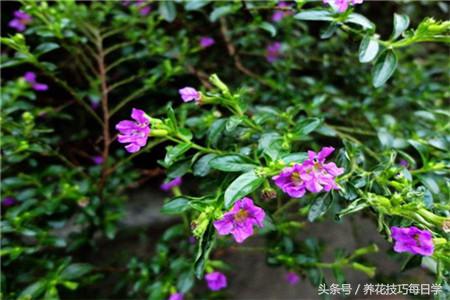 细叶雪茄花整株干枯了怎么办,细叶雪茄花好养吗