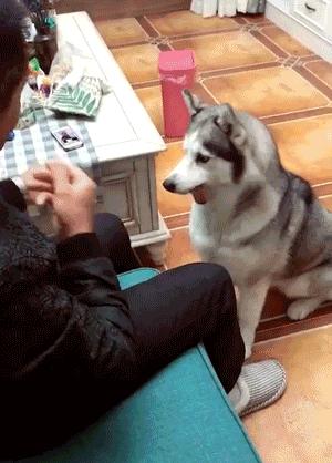 犬瘟后遗症哈士奇,哈士奇犬瘟的症状及治疗方法图片