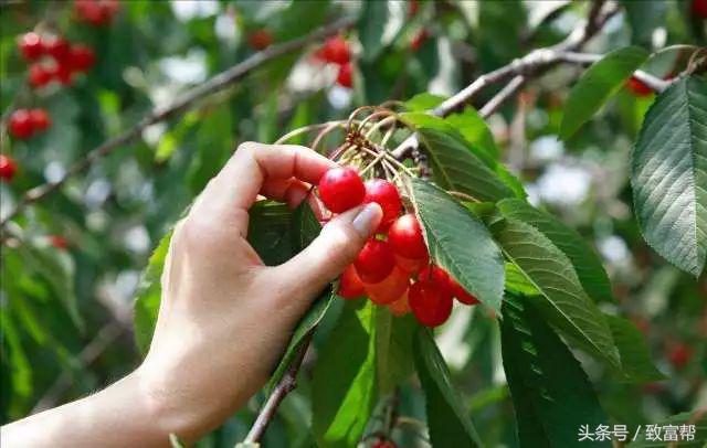 过去热门的免费致富点子,过去有哪些致富好项目