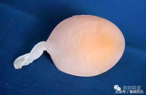 种鸽孵蛋后期死胎原因,种鸽下蛋总下土蛋是什么原因