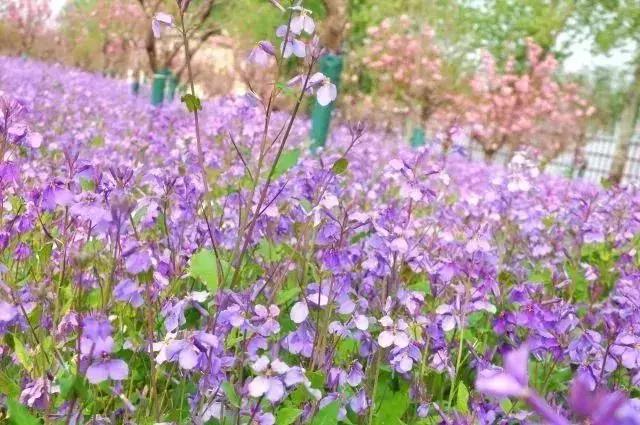 四月飘雪缘是樱，蓝调庄园晚樱盛景正当时！