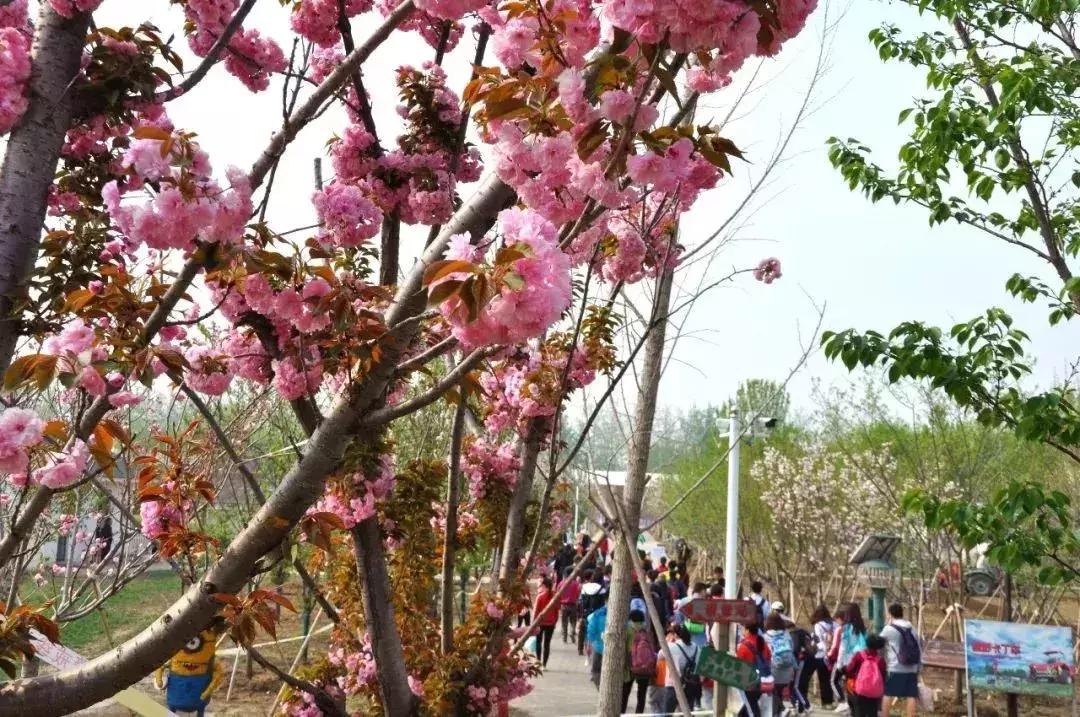 四月飘雪缘是樱，蓝调庄园晚樱盛景正当时！