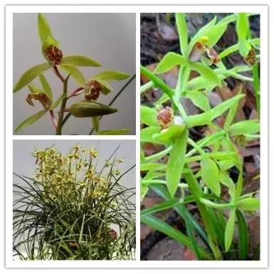 罗田有什么花,常见的野生观赏花有哪些