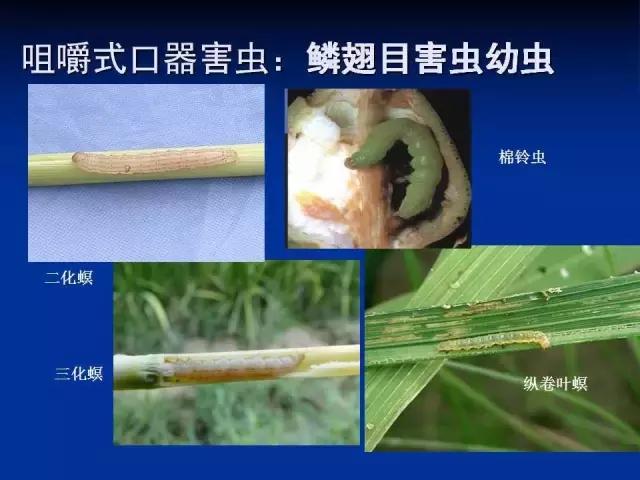 常见害虫有哪些图片大全,常见38种害虫图片及名称及防治