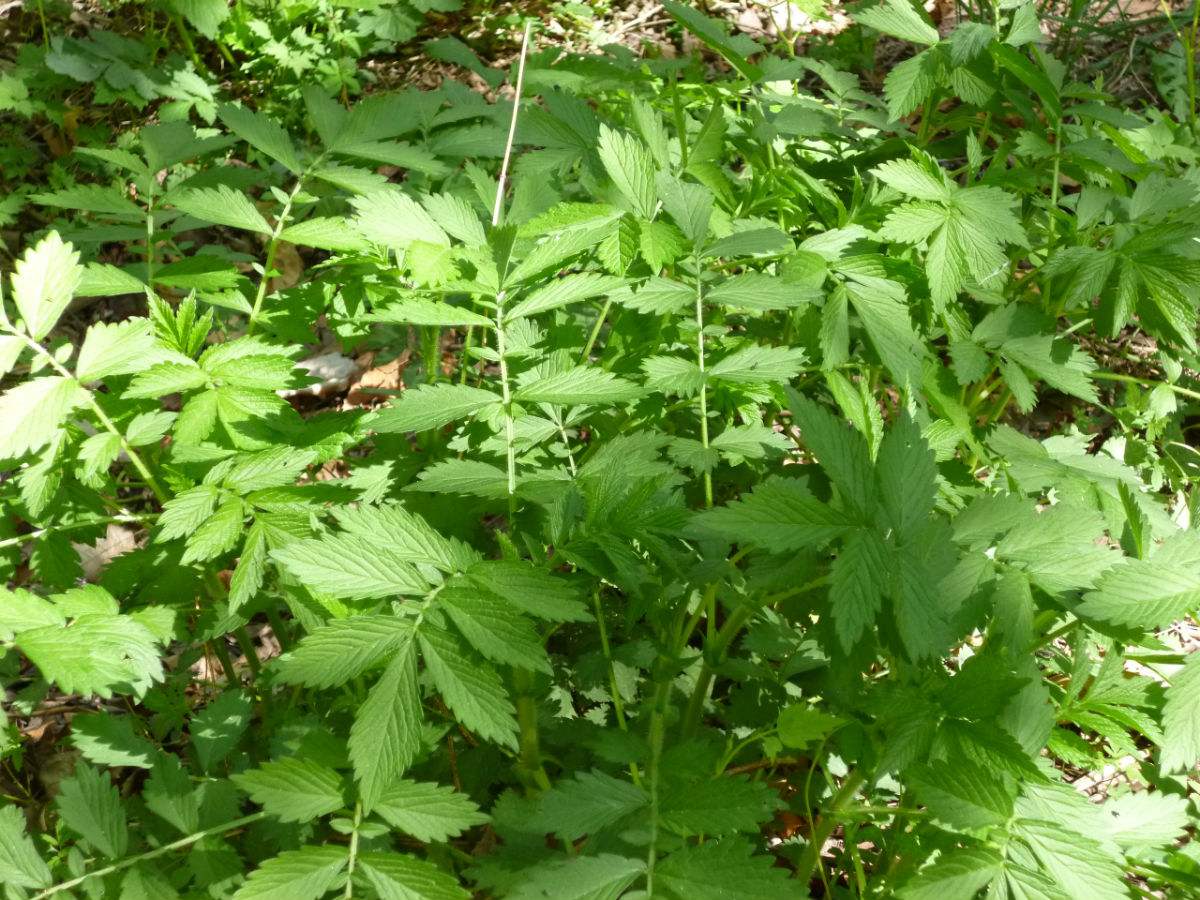 发现滋补中药材：“鹤草芽”止血散毒、驱杀绦虫，建议收藏