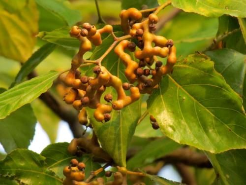 农村这五种野果个个常见，好吃又营养有的上百元一斤，你吃过吗？