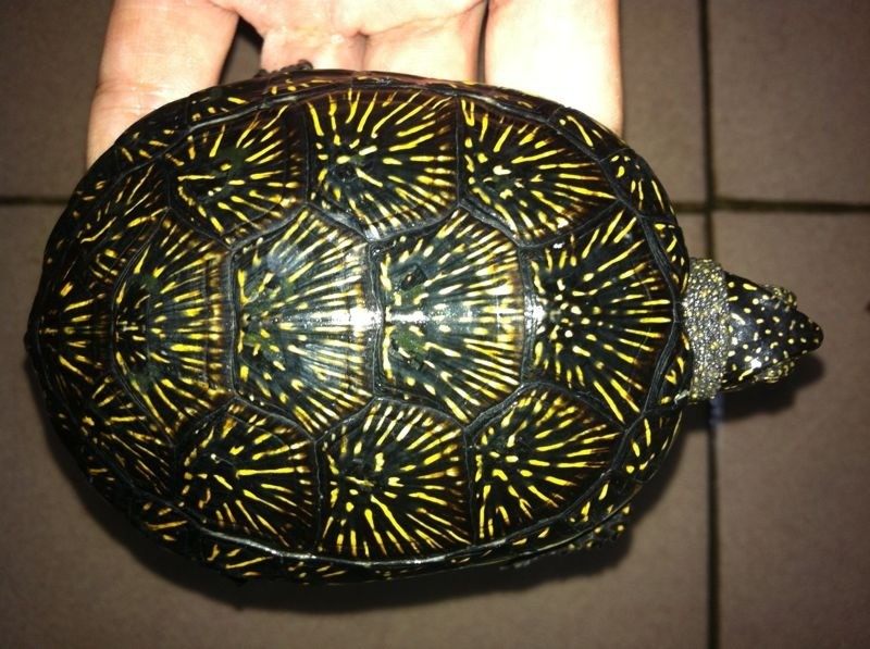 养龟的种类及图片,龟种类哪个好养