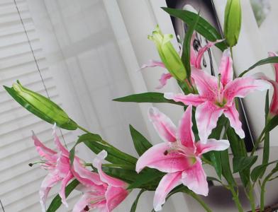 百合花球种植方法,百合花的种植技巧盆景