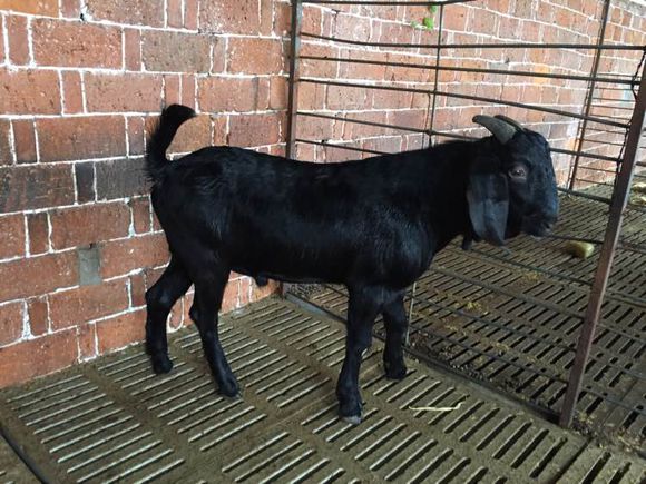 哪里有大型黑山羊,散养的黑山羊是哪里的