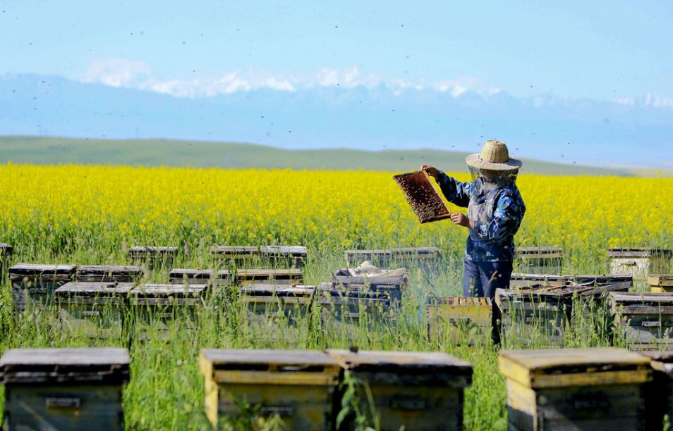 吃蜂胶美容养颜吗,蜂胶是治病的吗