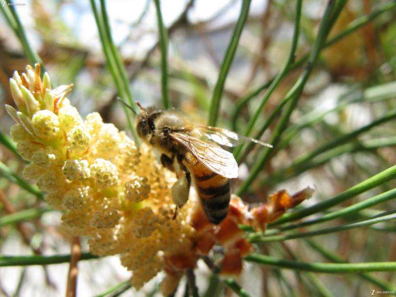 吃蜂胶美容养颜吗,蜂胶是治病的吗