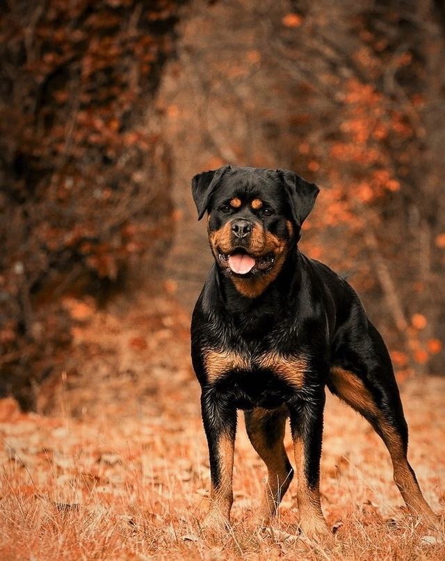 狗狗护主视频合集,护主能力最强的十种狗狗