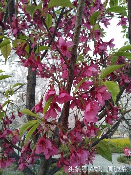 孤柏渡黄河塬蹦极,孤柏渡黄河旅游风景区蹦极还有吗