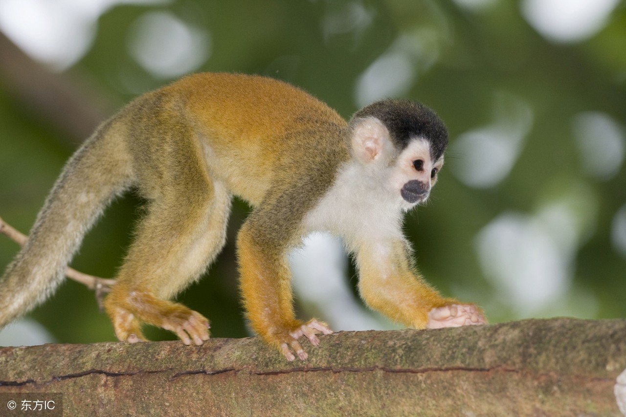 生肖猴的终生宿命,生肖猴能够遇到非常好的发展机遇