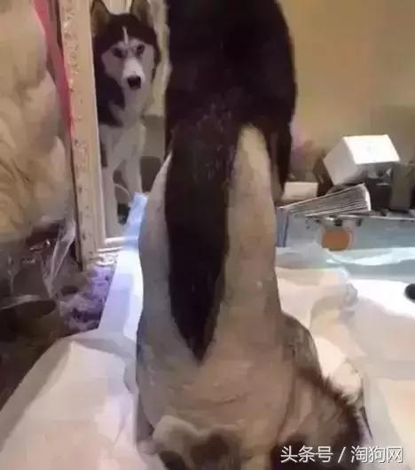 如何让金毛成为拉布拉多,金毛变装霸气视频