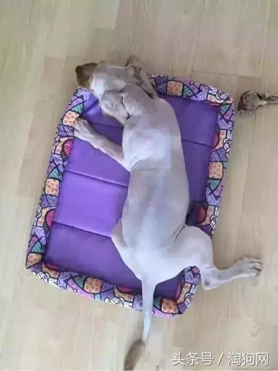 如何让金毛成为拉布拉多,金毛变装霸气视频