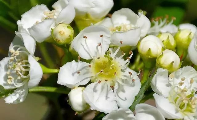 大学校园里面的石楠花,复旦石楠花