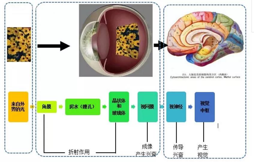 江南医生育儿芝士堡——认识阳光,明白如何晒太阳