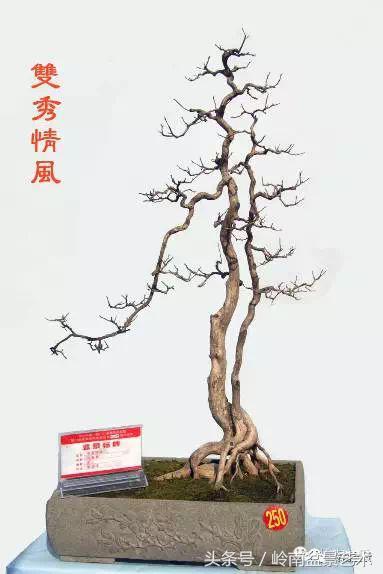 双杆罗汉松树盆景造型,双斜杆盆景