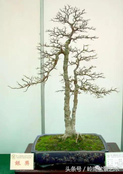 双杆罗汉松树盆景造型,双斜杆盆景