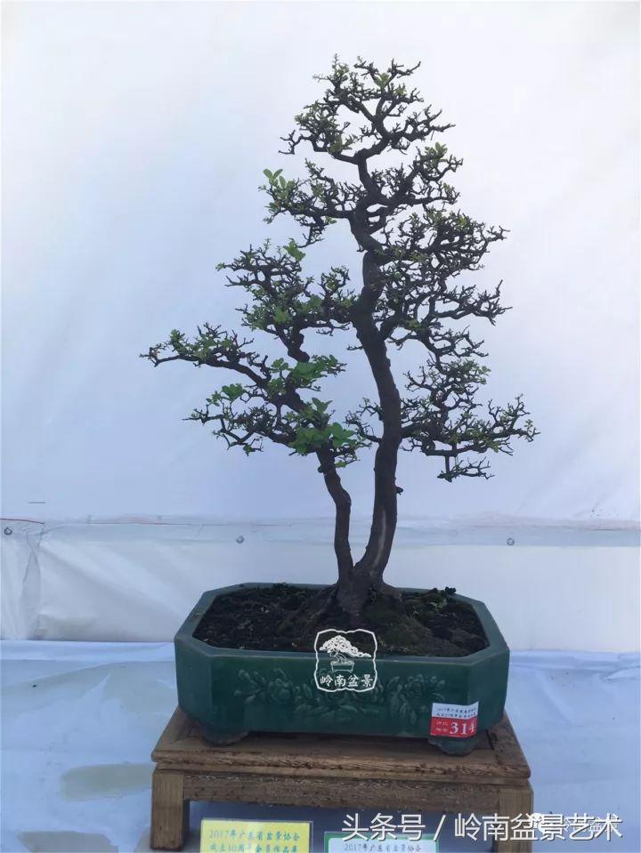 双杆罗汉松树盆景造型,双斜杆盆景