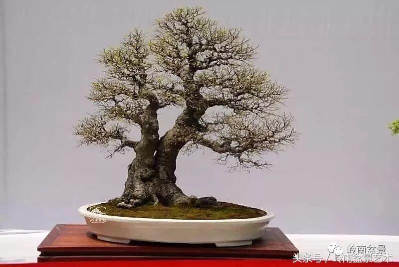 双杆罗汉松树盆景造型,双斜杆盆景