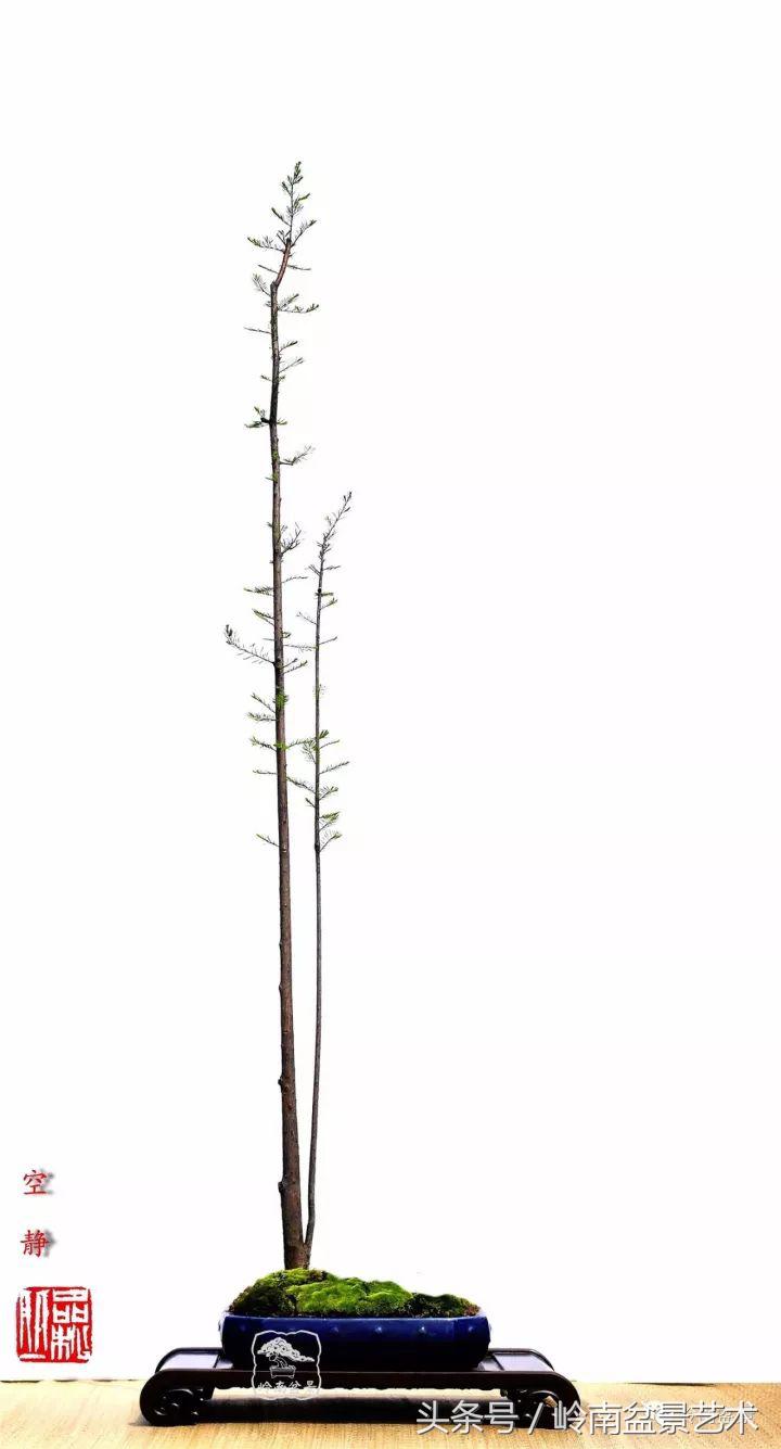 双杆罗汉松树盆景造型,双斜杆盆景