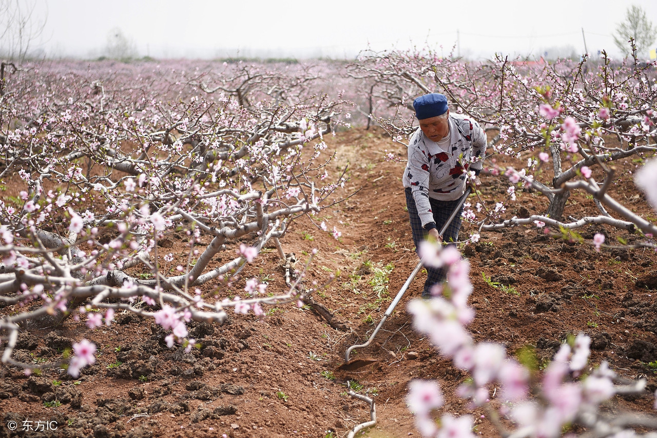 桃树怕雨怎么办,桃树怕水还是怕旱