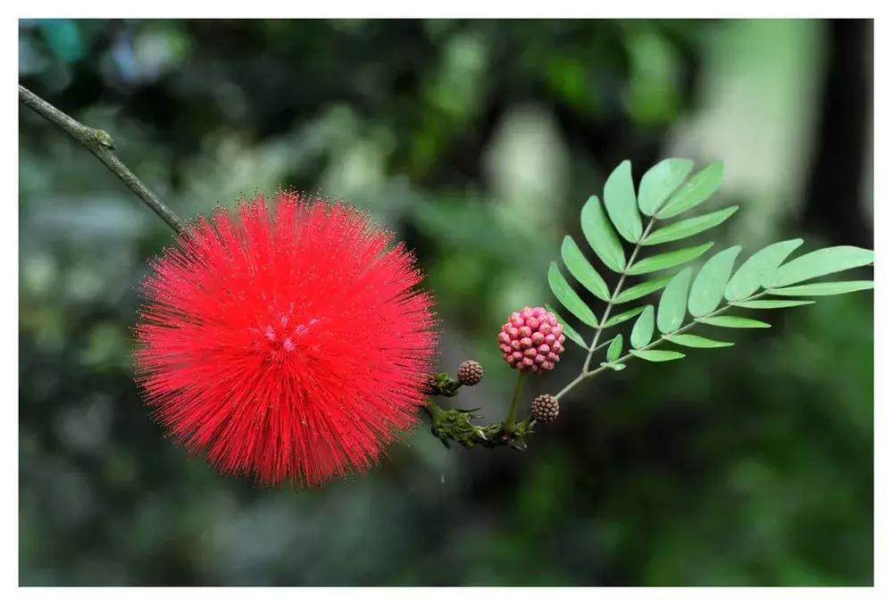 家里养的花多有助睡眠吗,卧室要养的4种睡眠花