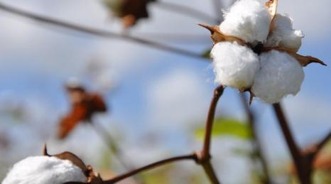 浴巾是棉的还是珊瑚绒的好,浴巾是纯棉的好还是珊瑚绒的好
