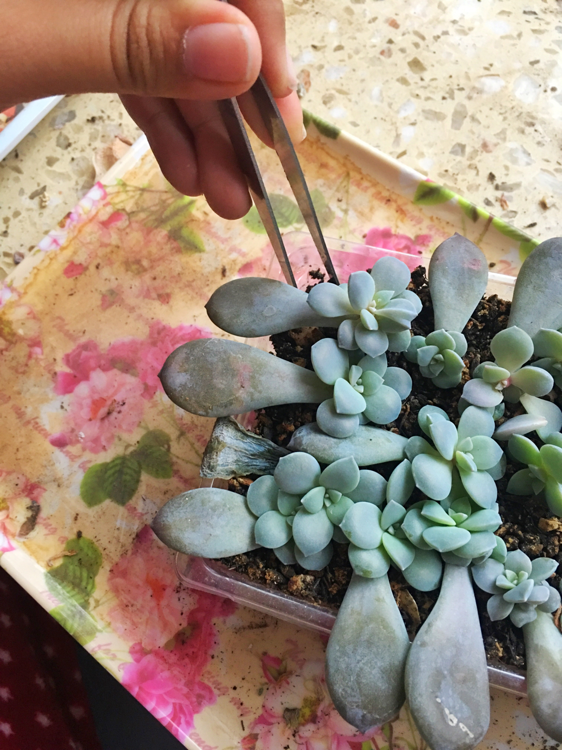 肉肉叶插苗怎么移盆,叶插苗出缀化概率